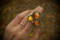 Bug Amber Cluster Ring sz-5.25